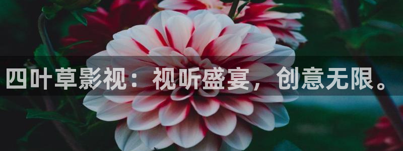 欧美影院午夜剧场：四叶草影视：视听盛宴，创意无限。