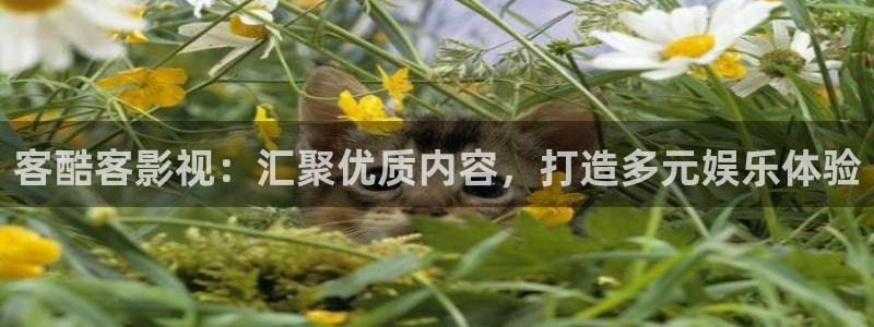 老司机欧美影院：客酷客影视：汇聚优质内容，打造多元娱乐体验